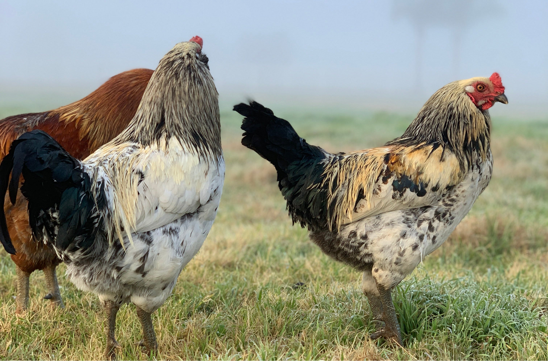 What Is Regenerative Farming, and Why Should Your Family Care?